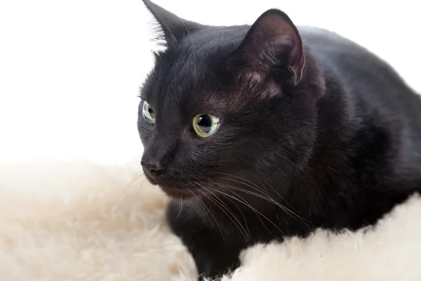 Gato negro — Foto de Stock