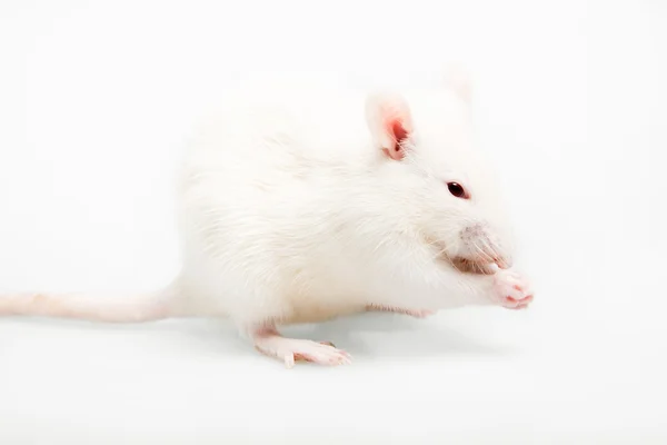 Weiße Ratte Stockfoto