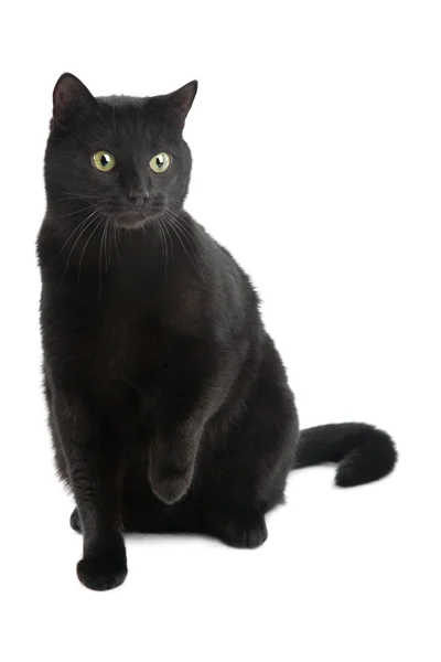 Siyah kedi — Stok fotoğraf