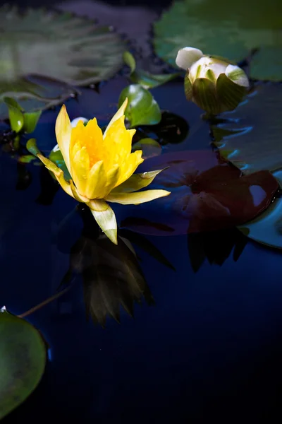 水中百合鲜花 — 图库照片