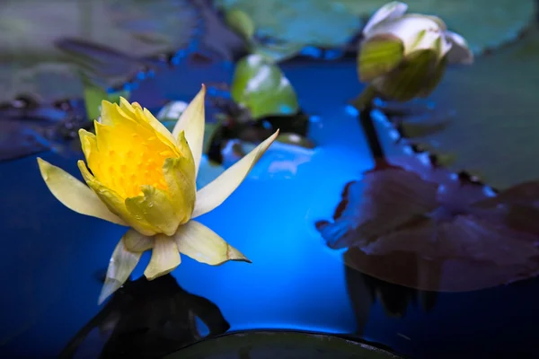 Flores de lirio de agua —  Fotos de Stock