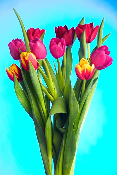 Lale çiçek — Stok fotoğraf