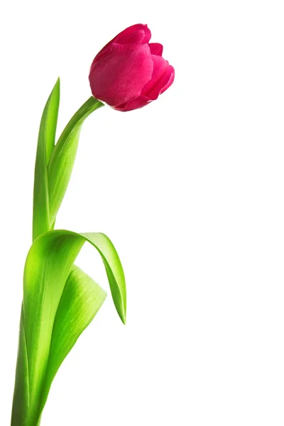 Flor tulipa Fotos De Bancos De Imagens