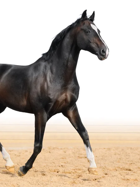 Svart oldenburger häst — Stockfoto