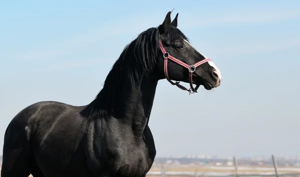 Retrato de Mustang preto — Fotografia de Stock
