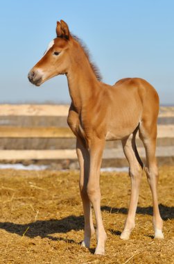 Newborn Sorrel foal - only 5 days clipart