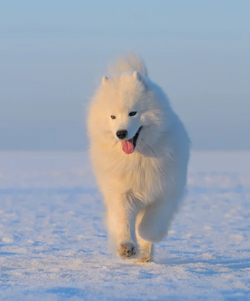 Samojed hund - snövita hund från Ryssland — Stockfoto