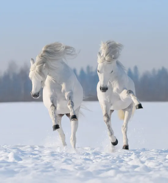 Zwei galoppierende schneeweiße Pferde — Stockfoto