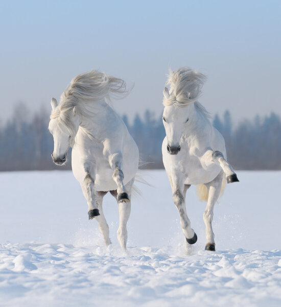 Две белоснежные скачущие лошади
