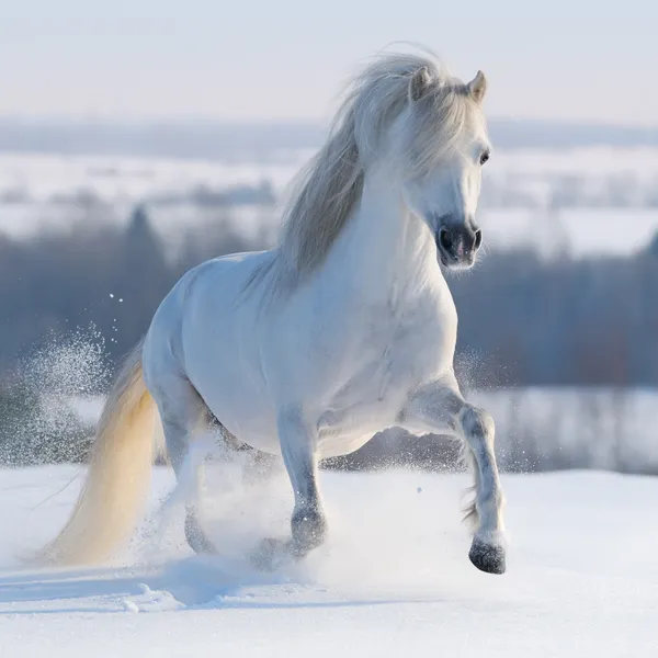 Galloping cavallo bianco Immagine Stock