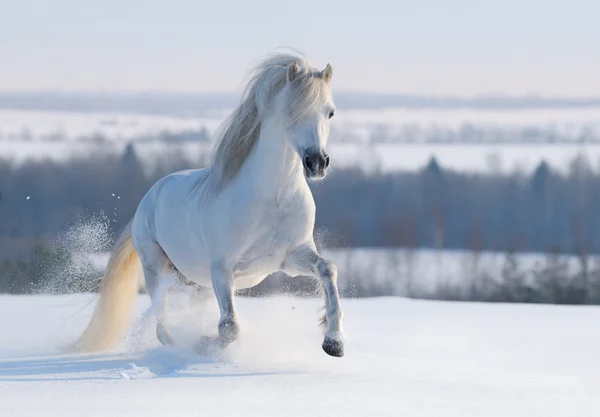 Grijs welsh pony — Stockfoto