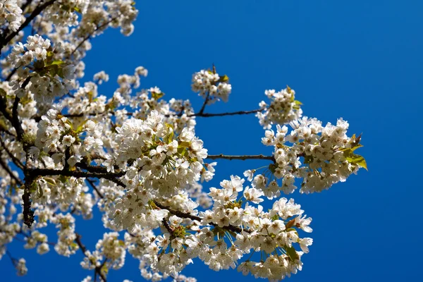 stock image Cherry tree blossoms