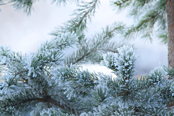 松树树在冬天特写 图库图片