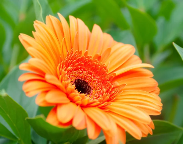 Gerbera kwiat zbliżenie zdjęcie — Zdjęcie stockowe