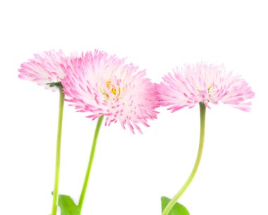 Marguerite isolated clipart