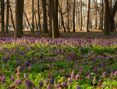 The first spring flowers clipart