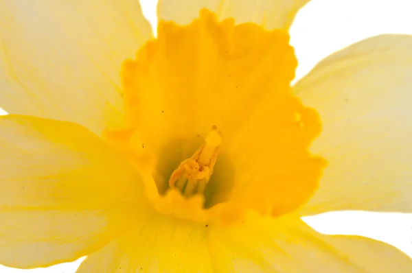 Daffodil aislado — Foto de Stock
