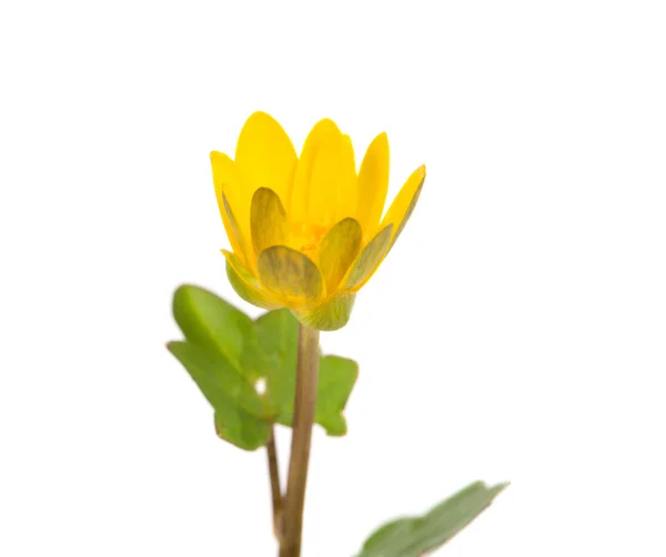 stock image Buttercup yellow spring