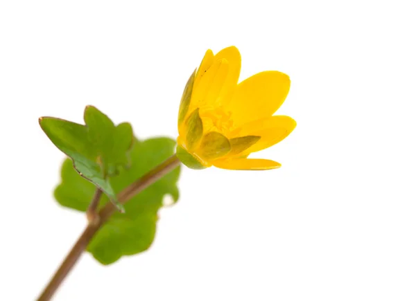 Smörblomma gul våren — Stockfoto