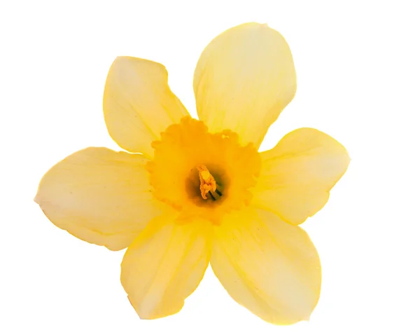 Daffodil isolado — Fotografia de Stock