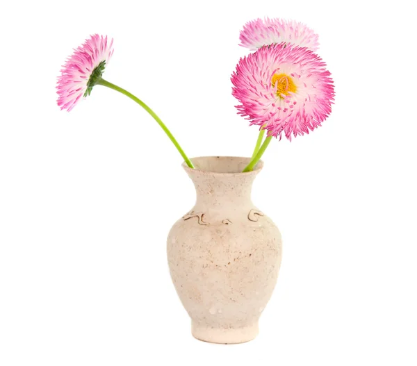 Margherite in un vaso isolato — Foto Stock