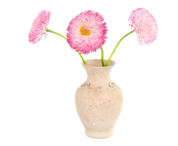 Gänseblümchen in einer Vase isoliert — Stockfoto