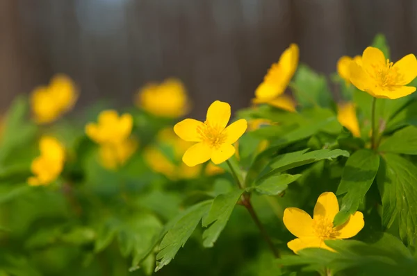 Жовті польові квіти — стокове фото