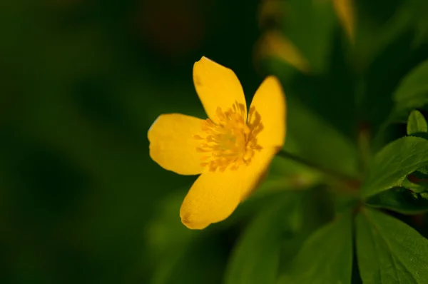 Yellow wild flowers — Stock Photo, Image