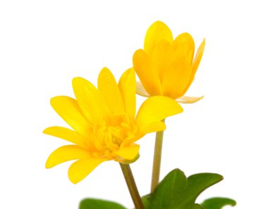 Buttercup sarı bahar