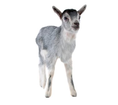 Gray goat isolated clipart