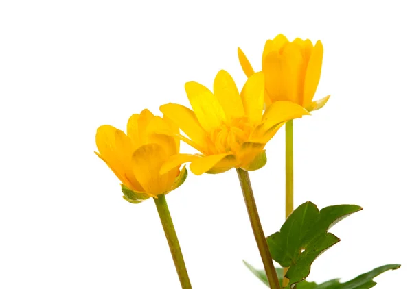 Buttercup primavera amarilla —  Fotos de Stock