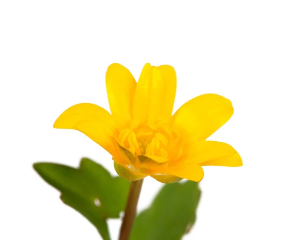 Smörblomma gul våren — Stockfoto
