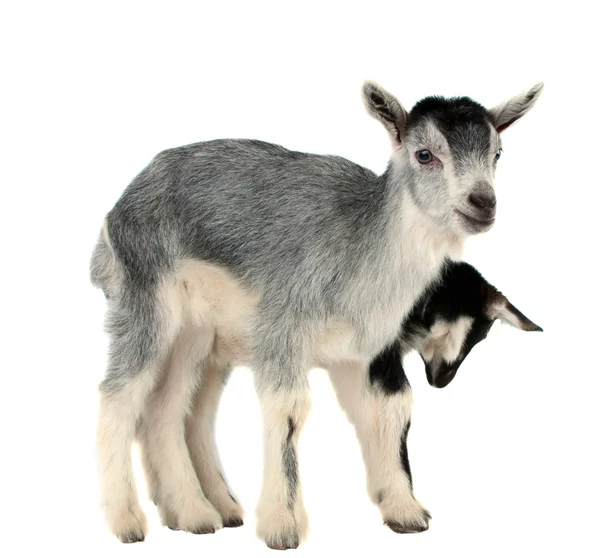Koza, samostatný — Stock fotografie