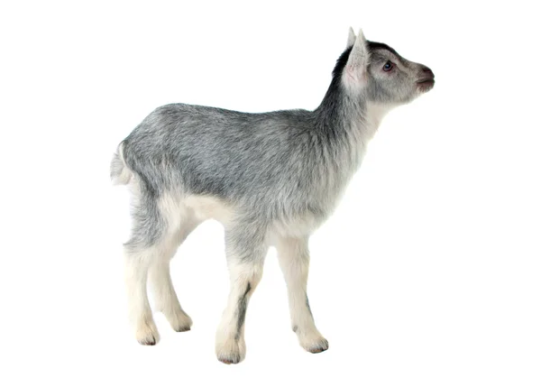 Šedé koza, samostatný — Stock fotografie