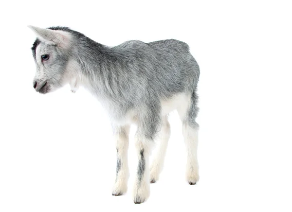 Gray goat isolated — Stock Photo, Image