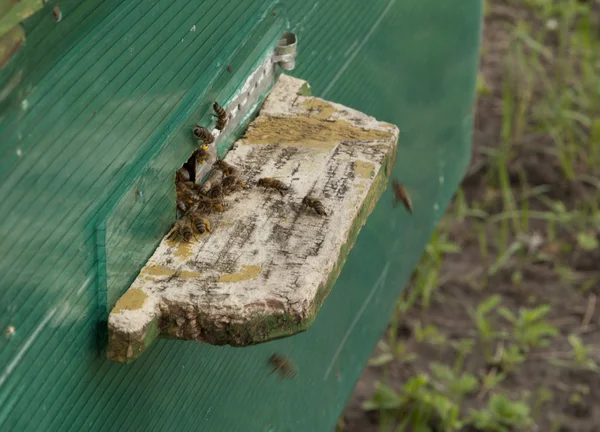 Вулик з бджіл — стокове фото