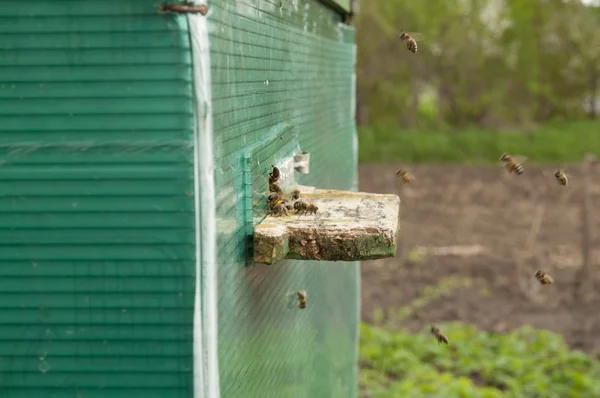 Uma colmeia de abelhas — Fotografia de Stock