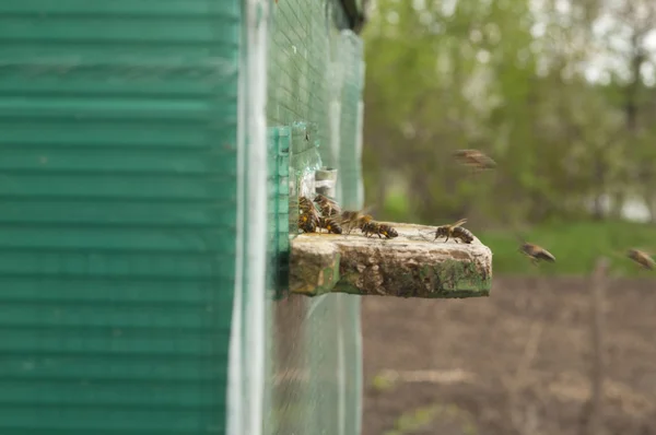 꿀벌의 하이브 — 스톡 사진