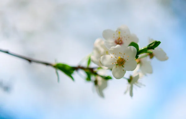 Bílé Třešňové květy — Stock fotografie