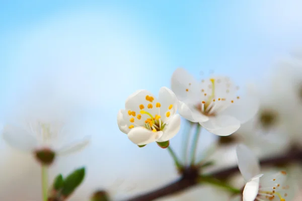 stock image White cherry flowers