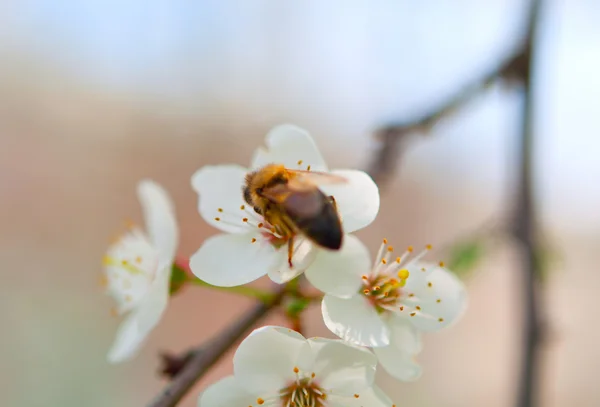 Biet samlar nektar — Stockfoto