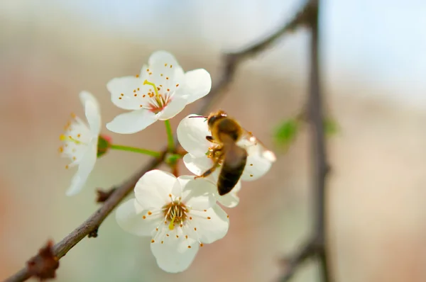 Včela sbírá nektar — Stock fotografie