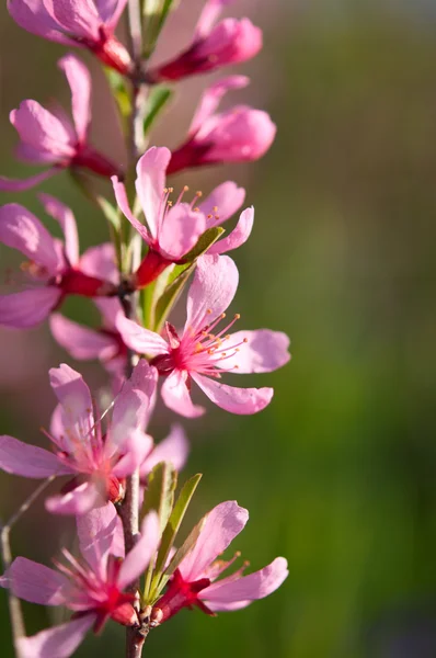 Bloeiende amandelen — Stockfoto