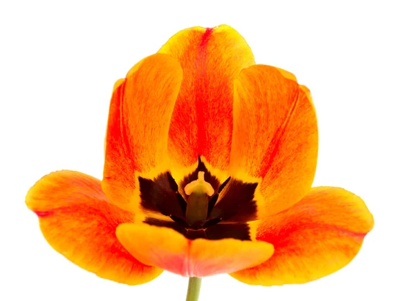 Tulipán amarillo aislado —  Fotos de Stock