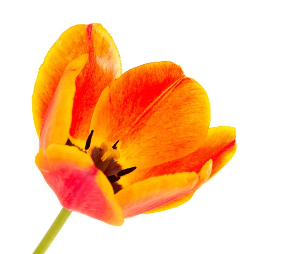 Izolowany tulipan żółty — Zdjęcie stockowe