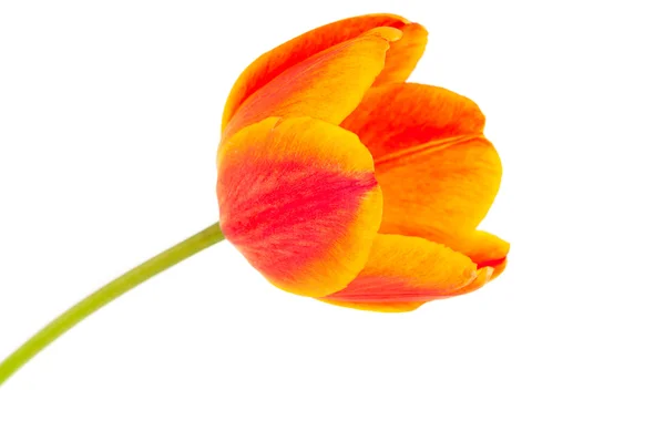 Yellow tulip isolated — Stock Photo, Image