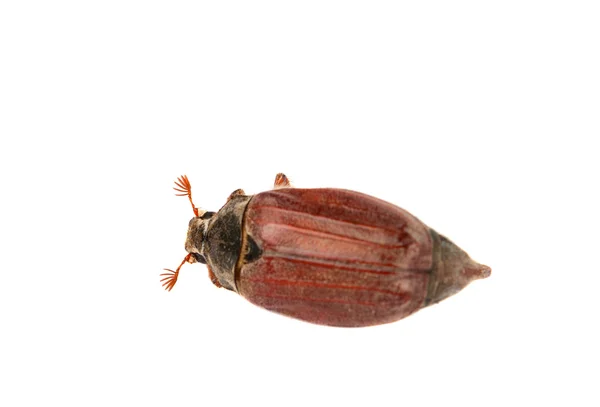 Chafer isolé — Photo