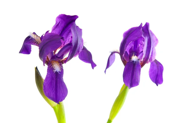 Izole iris çiçeği Stok Resim