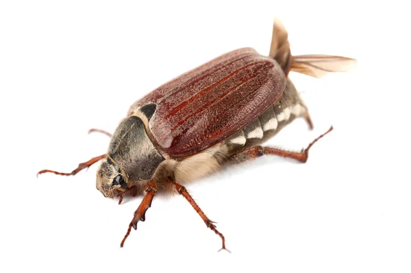 Chafer isolated — Stock Photo, Image