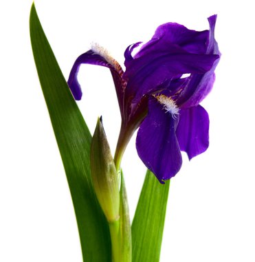 izole iris çiçeği